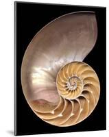 Chambered Nautilus-Harold Feinstein-Mounted Art Print