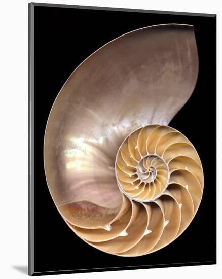 Chambered Nautilus-Harold Feinstein-Mounted Art Print
