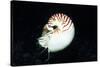 Chambered Nautilus-Hal Beral-Stretched Canvas