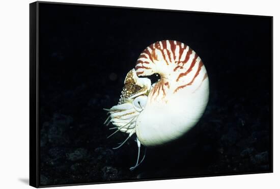 Chambered Nautilus-Hal Beral-Framed Stretched Canvas