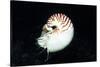 Chambered Nautilus-Hal Beral-Stretched Canvas