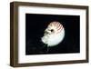 Chambered Nautilus-Hal Beral-Framed Photographic Print