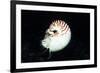 Chambered Nautilus-Hal Beral-Framed Photographic Print