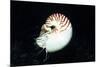 Chambered Nautilus-Hal Beral-Mounted Photographic Print