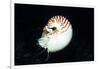 Chambered Nautilus-Hal Beral-Framed Photographic Print