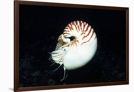 Chambered Nautilus-Hal Beral-Framed Photographic Print