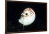 Chambered Nautilus-Hal Beral-Framed Photographic Print