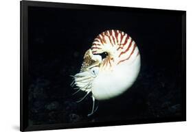 Chambered Nautilus-Hal Beral-Framed Photographic Print