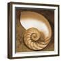 Chambered Nautilus-Caroline Kelly-Framed Photo