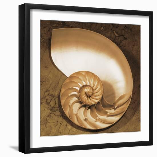 Chambered Nautilus-Caroline Kelly-Framed Photo