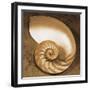 Chambered Nautilus-Caroline Kelly-Framed Photo