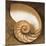 Chambered Nautilus-Caroline Kelly-Mounted Photo