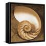 Chambered Nautilus-Caroline Kelly-Framed Stretched Canvas