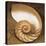 Chambered Nautilus-Caroline Kelly-Stretched Canvas