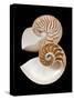 Chambered / Pearly Nautilus (Nautilus Pompilius) Shells, Indo-Pacific-Jane Burton-Stretched Canvas