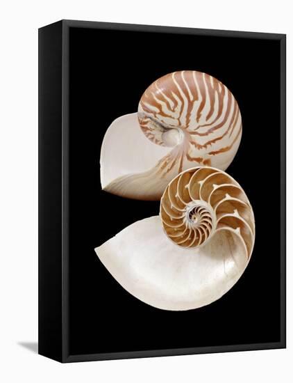 Chambered / Pearly Nautilus (Nautilus Pompilius) Shells, Indo-Pacific-Jane Burton-Framed Stretched Canvas