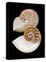 Chambered / Pearly Nautilus (Nautilus Pompilius) Shells, Indo-Pacific-Jane Burton-Stretched Canvas