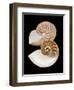 Chambered / Pearly Nautilus (Nautilus Pompilius) Shells, Indo-Pacific-Jane Burton-Framed Premium Photographic Print