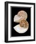 Chambered / Pearly Nautilus (Nautilus Pompilius) Shells, Indo-Pacific-Jane Burton-Framed Premium Photographic Print