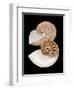 Chambered / Pearly Nautilus (Nautilus Pompilius) Shells, Indo-Pacific-Jane Burton-Framed Premium Photographic Print