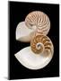 Chambered / Pearly Nautilus (Nautilus Pompilius) Shells, Indo-Pacific-Jane Burton-Mounted Premium Photographic Print