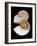 Chambered / Pearly Nautilus (Nautilus Pompilius) Shells, Indo-Pacific-Jane Burton-Framed Photographic Print