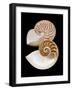 Chambered / Pearly Nautilus (Nautilus Pompilius) Shells, Indo-Pacific-Jane Burton-Framed Photographic Print