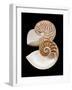 Chambered / Pearly Nautilus (Nautilus Pompilius) Shells, Indo-Pacific-Jane Burton-Framed Photographic Print