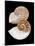 Chambered / Pearly Nautilus (Nautilus Pompilius) Shells, Indo-Pacific-Jane Burton-Mounted Photographic Print