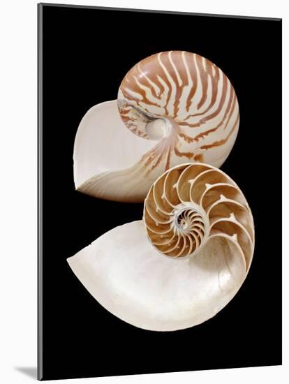 Chambered / Pearly Nautilus (Nautilus Pompilius) Shells, Indo-Pacific-Jane Burton-Mounted Photographic Print