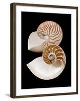 Chambered / Pearly Nautilus (Nautilus Pompilius) Shells, Indo-Pacific-Jane Burton-Framed Photographic Print