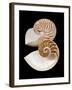 Chambered / Pearly Nautilus (Nautilus Pompilius) Shells, Indo-Pacific-Jane Burton-Framed Photographic Print