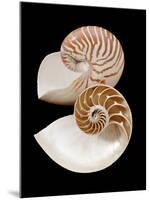 Chambered / Pearly Nautilus (Nautilus Pompilius) Shells, Indo-Pacific-Jane Burton-Mounted Photographic Print