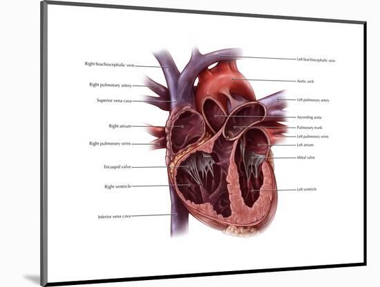 Chambers of the Heart-Evan Oto-Mounted Art Print