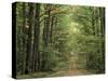 Chambord Forest, Loire, France-Adam Woolfitt-Stretched Canvas