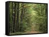 Chambord Forest, Loire, France-Adam Woolfitt-Framed Stretched Canvas