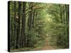 Chambord Forest, Loire, France-Adam Woolfitt-Stretched Canvas