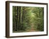 Chambord Forest, Loire, France-Adam Woolfitt-Framed Photographic Print