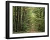 Chambord Forest, Loire, France-Adam Woolfitt-Framed Photographic Print