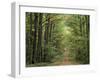 Chambord Forest, Loire, France-Adam Woolfitt-Framed Photographic Print