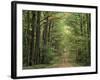 Chambord Forest, Loire, France-Adam Woolfitt-Framed Photographic Print