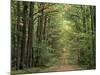 Chambord Forest, Loire, France-Adam Woolfitt-Mounted Photographic Print