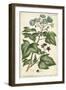 Chambray Botanical I-Phillip Miller-Framed Art Print