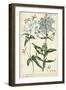 Chambray Botanical II-Phillip Miller-Framed Art Print