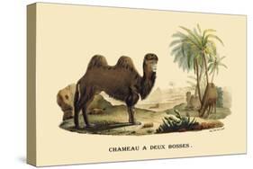 Chameau a Deux Bosses-E.f. Noel-Stretched Canvas