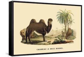 Chameau a Deux Bosses-E.f. Noel-Framed Stretched Canvas