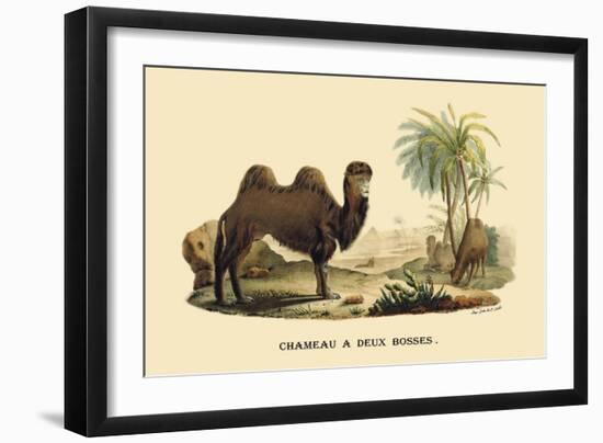 Chameau a Deux Bosses-E.f. Noel-Framed Art Print