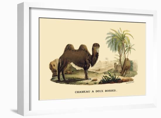 Chameau a Deux Bosses-E.f. Noel-Framed Art Print