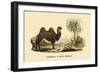 Chameau a Deux Bosses-E.f. Noel-Framed Premium Giclee Print