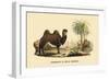 Chameau a Deux Bosses-E.f. Noel-Framed Premium Giclee Print